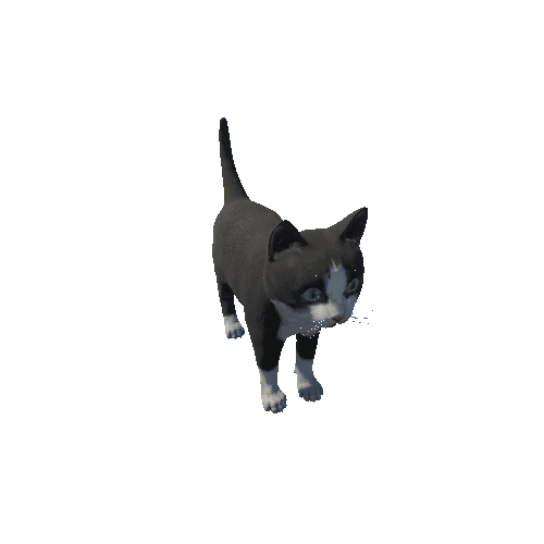 Kitten_HighPoly_c1