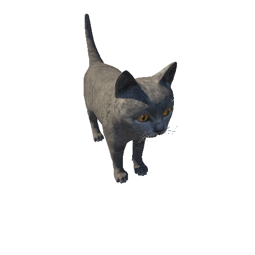 Kitten_HighPoly_c2