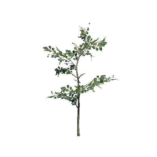 VS_prefab_00_Poplar_plant_A