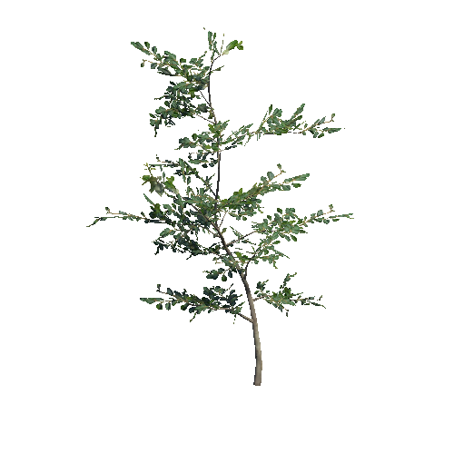 VS_prefab_00_Poplar_plant_C