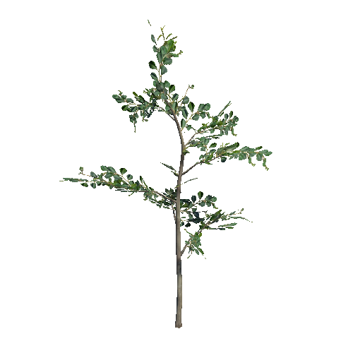 prefab_00_Poplar_plant_A