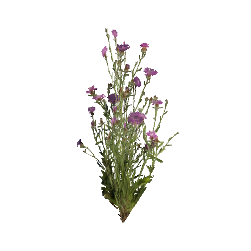 prefab_Terrain_flower_brownray_knapweed_01_cross_1