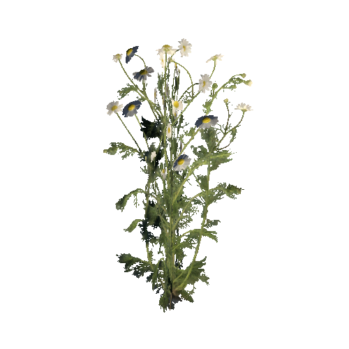 prefab_Terrain_flower_chamomile_01_cross_1