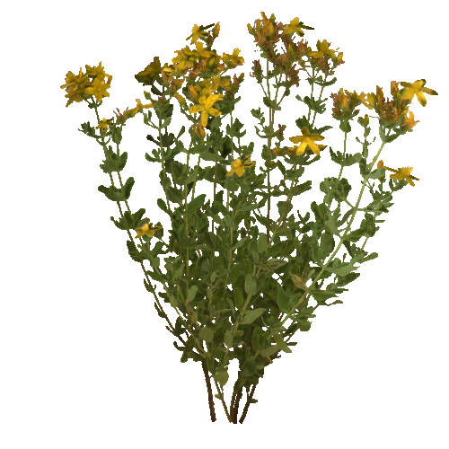 prefab_Terrain_flower_common_Saint_John's_wort_01_1