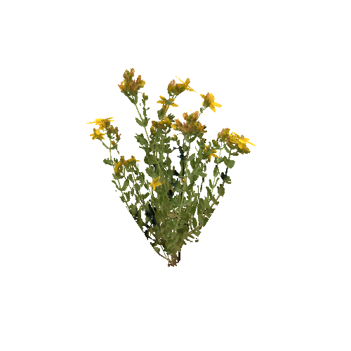 prefab_Terrain_flower_common_Saint_John's_wort_01_detailed_1