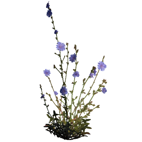 prefab_Terrain_flower_common_chicory_01_1