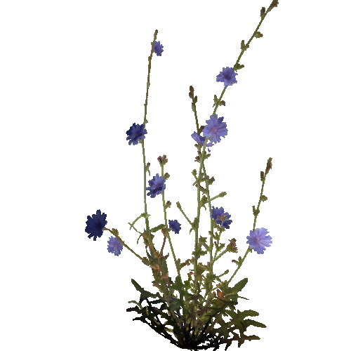 prefab_Terrain_flower_common_chicory_01_2