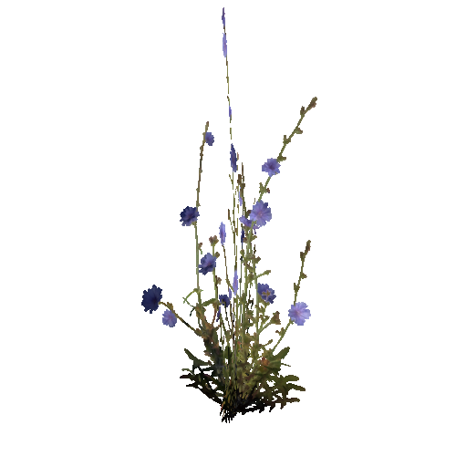 prefab_Terrain_flower_common_chicory_01_cross_1