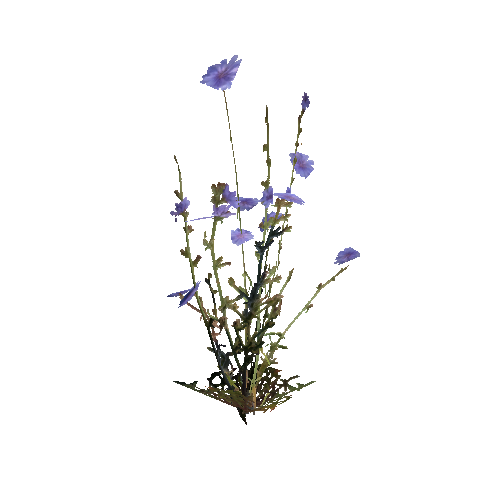 prefab_Terrain_flower_common_chicory_01_detailed_1