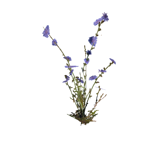 prefab_Terrain_flower_common_chicory_01_detailed_2