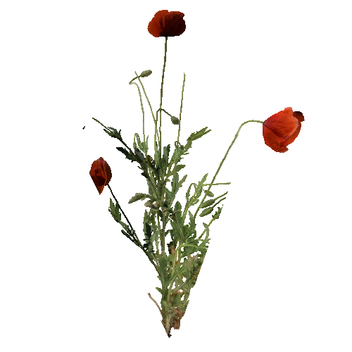 prefab_Terrain_flower_common_poppy_01_1