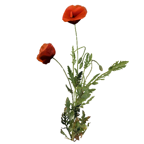 prefab_Terrain_flower_common_poppy_01_2