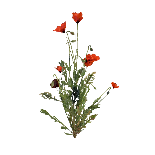 prefab_Terrain_flower_common_poppy_01_detailed_2