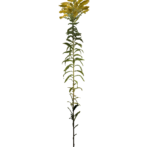 prefab_Terrain_flower_goldenrod_01_2