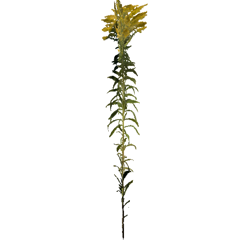 prefab_Terrain_flower_goldenrod_01_cross_1