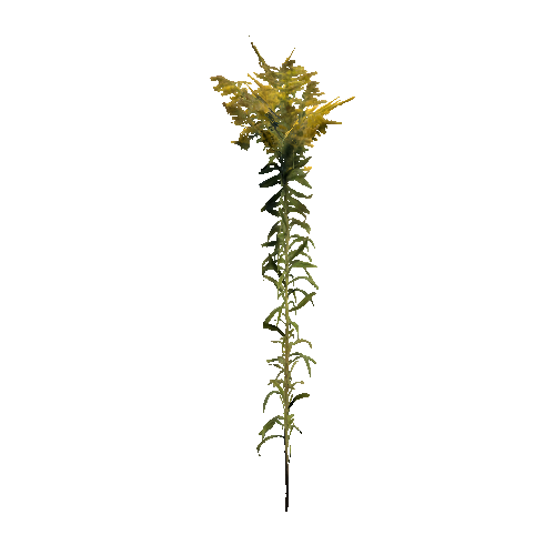 prefab_Terrain_flower_goldenrod_01_detailed_1