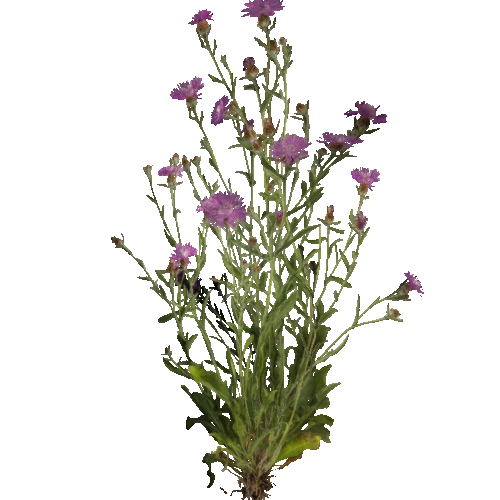 prefab_flower_brownray_knapweed_01_1