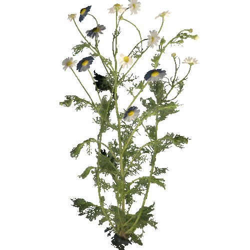 prefab_flower_chamomile_01_1