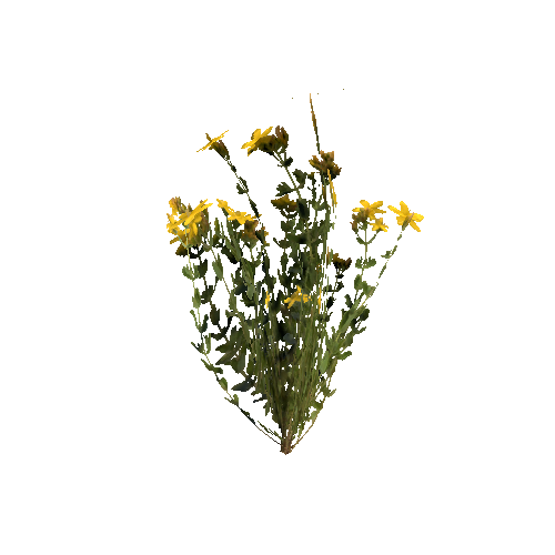 prefab_flower_common_Saint_John's_wort_01_detailed_1