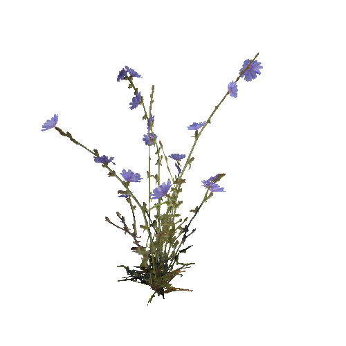 prefab_flower_common_chicory_01_detailed_2