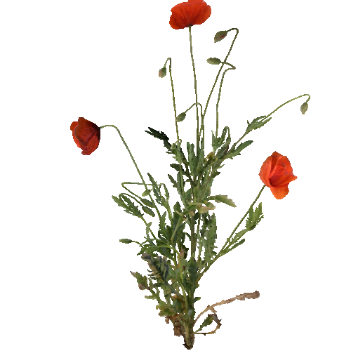 prefab_flower_common_poppy_01_1