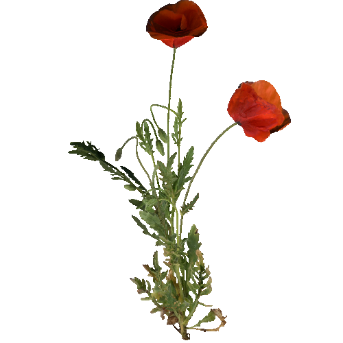 prefab_flower_common_poppy_01_2