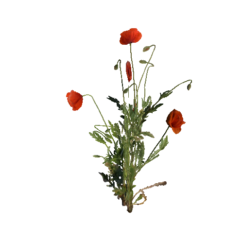 prefab_flower_common_poppy_01_cross_1