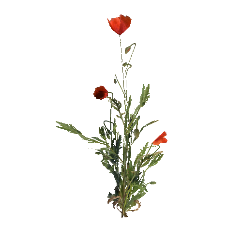 prefab_flower_common_poppy_01_detailed_1