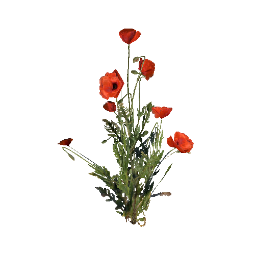 prefab_flower_common_poppy_01_detailed_2