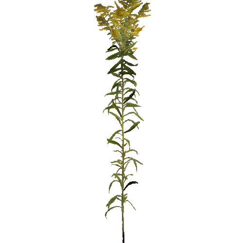 prefab_flower_goldenrod_01_1