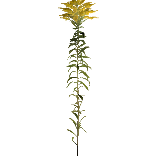 prefab_flower_goldenrod_01_2