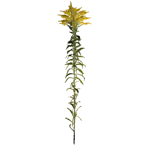 prefab_flower_goldenrod_01_cross_1