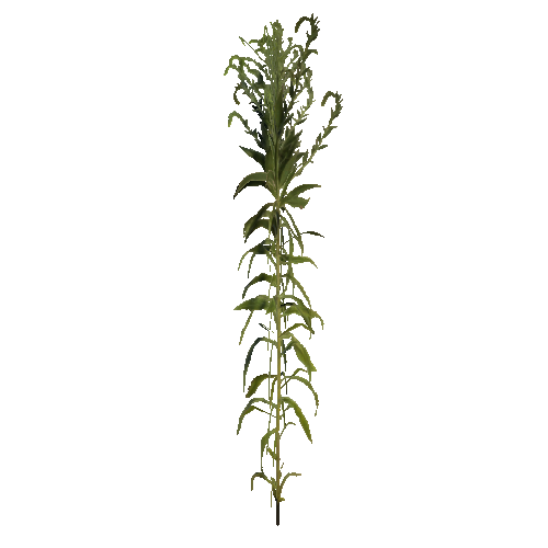 prefab_flower_goldenrod_01_detailed_2