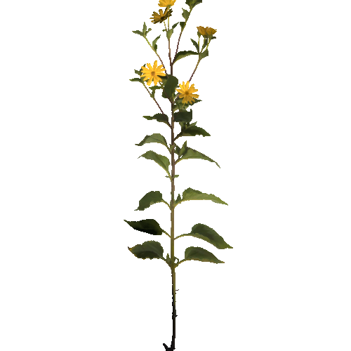 prefab_flower_sunroot_01_1