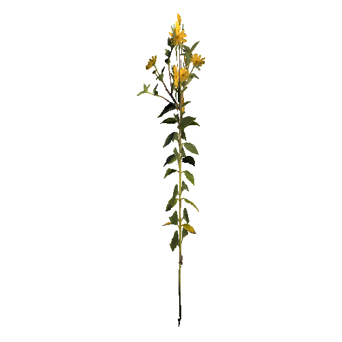 prefab_flower_sunroot_01_cross_1