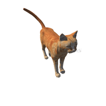 Cat_HighPoly_c1