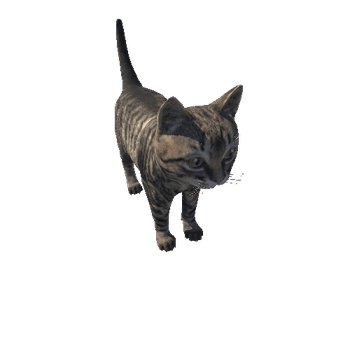 Kitten_HighPoly_c3