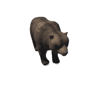 Bear_male_HIghPoly_RM