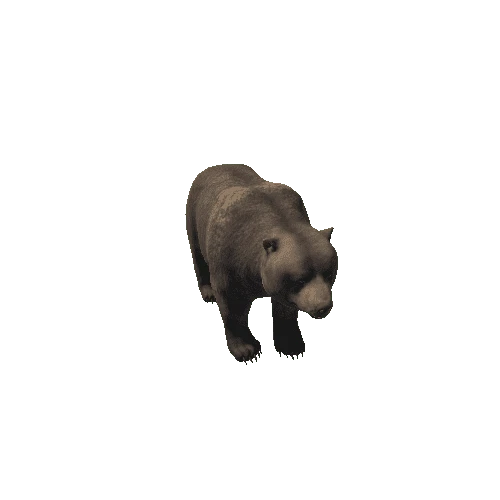 Bear_male_HIghPoly_RM