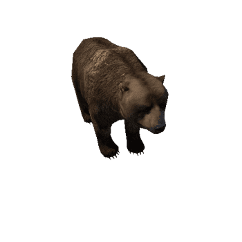 Bear_male_LowPoly_IP