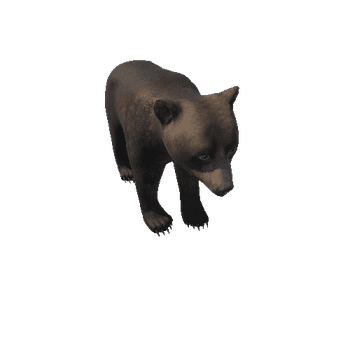 Bear_cub_LOD_RM
