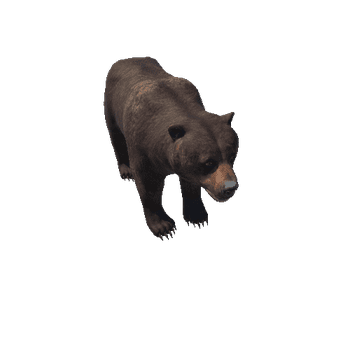 Bear_female_LOD_C2