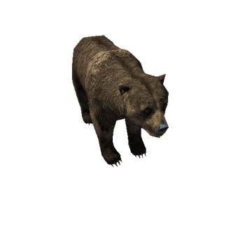 Bear_female_LowPoly