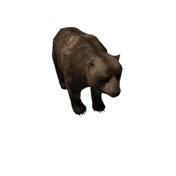 Bear_male_LowPoly_RM