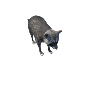 Raccoon_2.LOD3