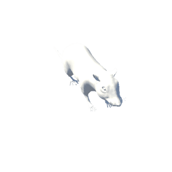 Rat_LOD0_1