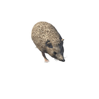 hedgehog_LOD's