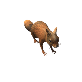 squirrel_v2.0_LOD0
