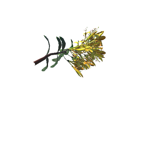 Caprifoliaceae_flower2