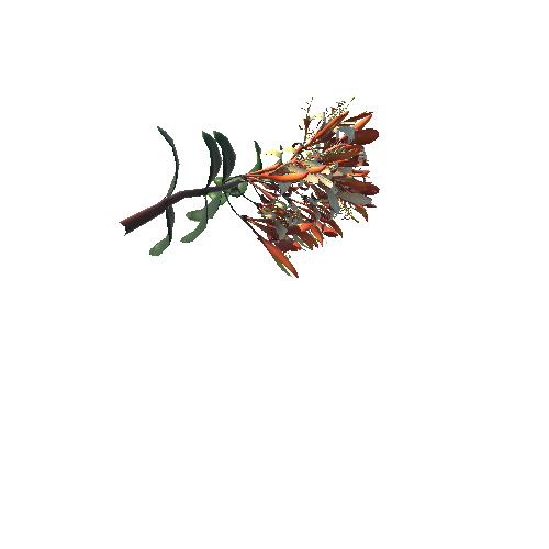 Caprifoliaceae_flower3
